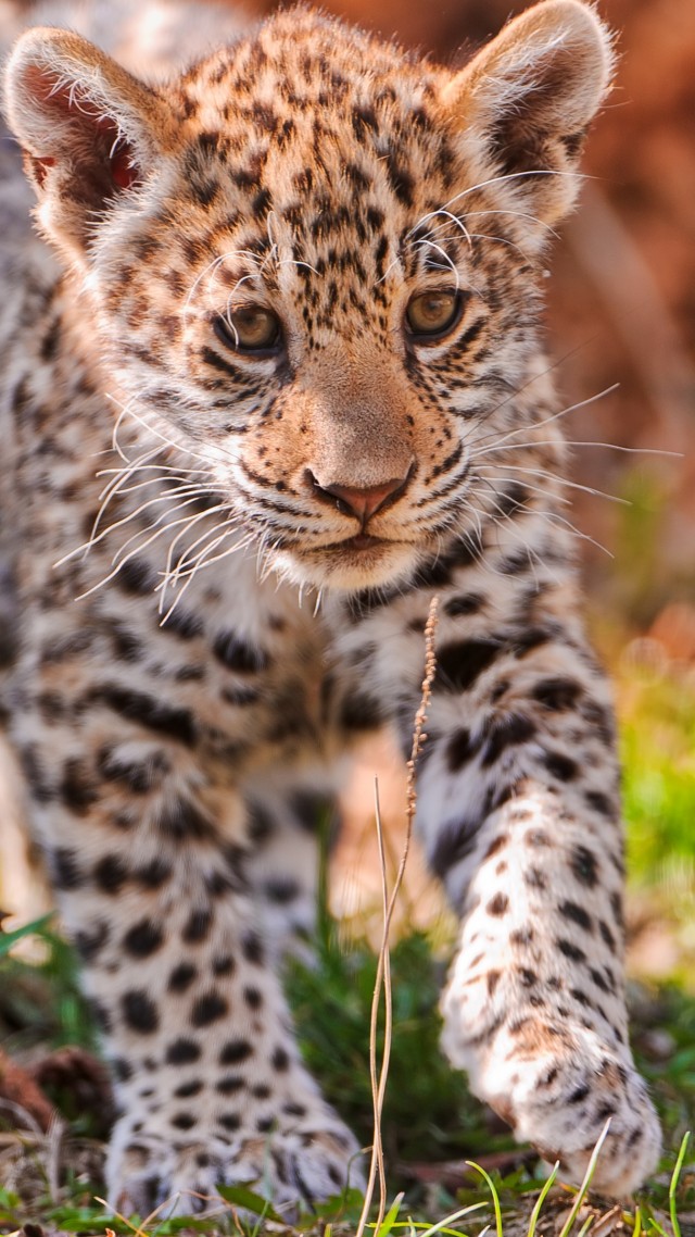 ягуар, дикая природа, милый, животное, Jaguar, wild nature, cute, animal (vertical)
