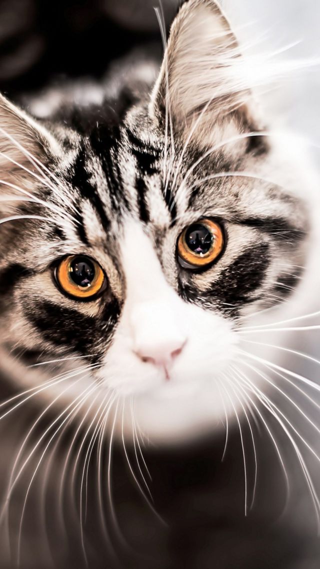 кошка, кот, котенок, газа, мило, милый, серый, Kitty, kitten, cat, eyes, cute, gray (vertical)