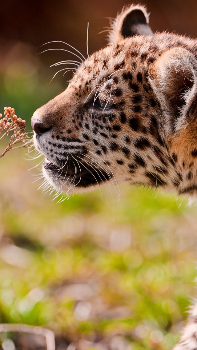 леопард, детеныш, глаза, трава, гуляет, Leopard, cub, eyes, grass, walk (vertical)