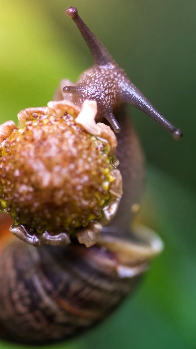 улитка, ест цветок, зеленый фон, природа, snail, eating flower, green background, nature (vertical)