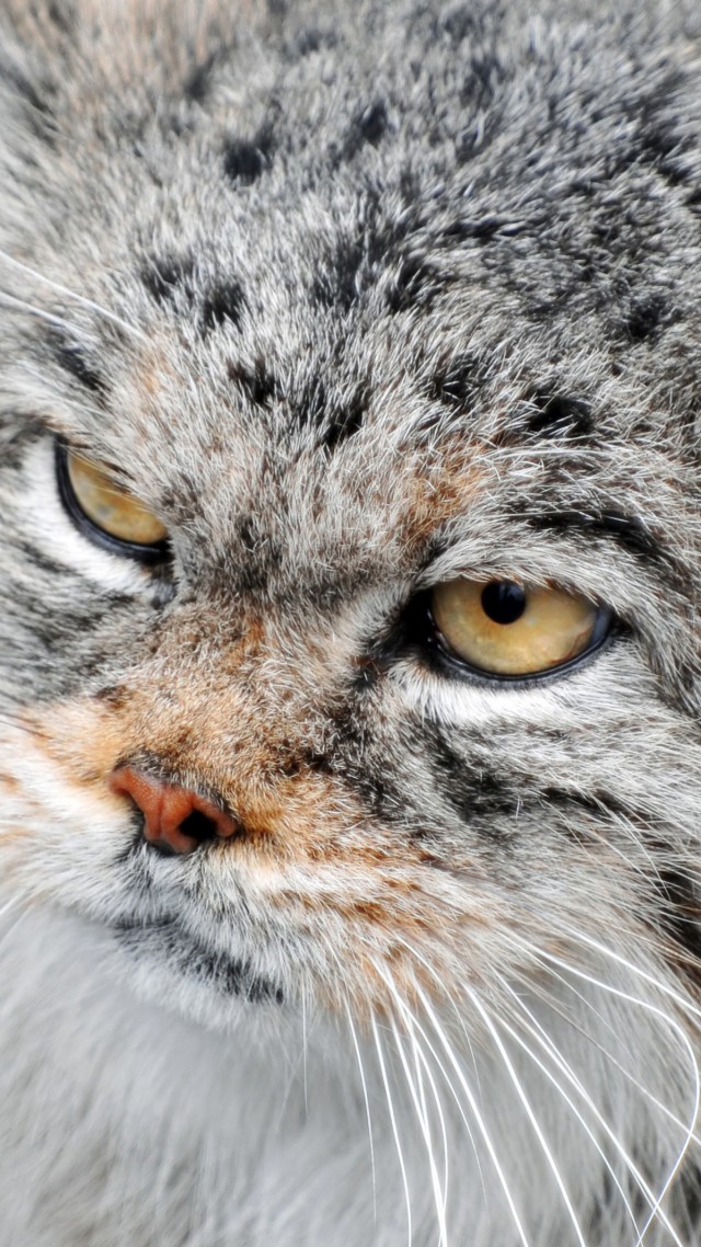 манул, сердитый кот, взгляд, пушистый, суровый, Manul, Grumpy cat, severe, fluffy, view (vertical)