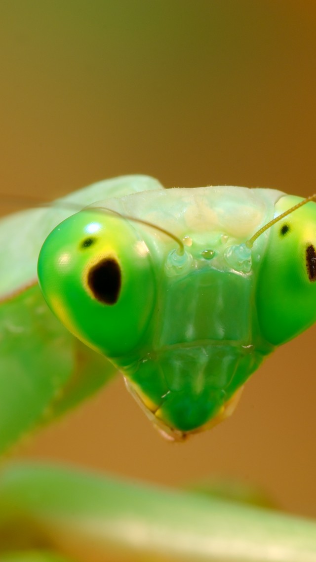 Богомол, зеленый, Mantis, green (vertical)