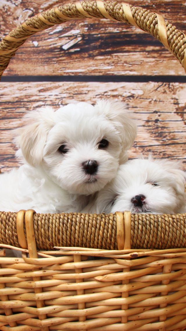 Мальтийская болонка, щенки, белый, Maltese dogs, puppy, white, pet (vertical)