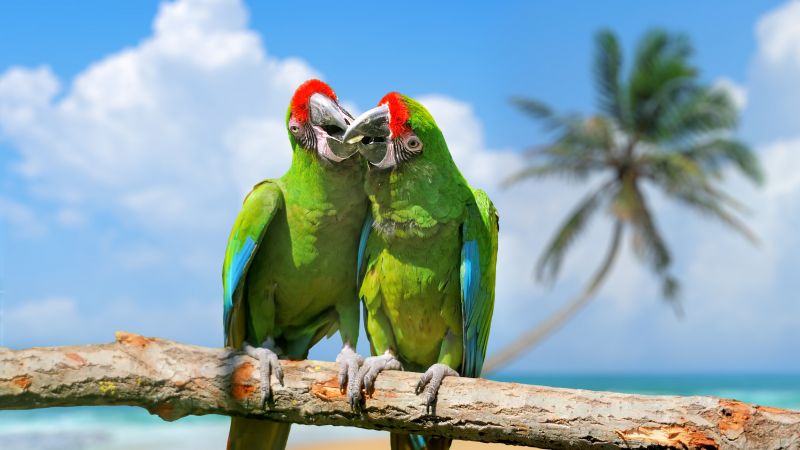 попугай, пара, экзотические птицы, зеленый (horizontal)