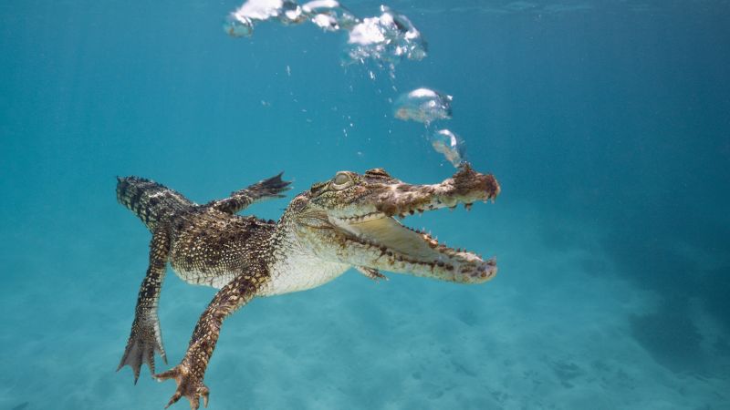 Крокодил, плавание, под водой, пузыри (horizontal)