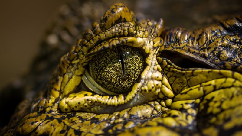 глаз крокодила, глаза диких животных, рептилии (horizontal)