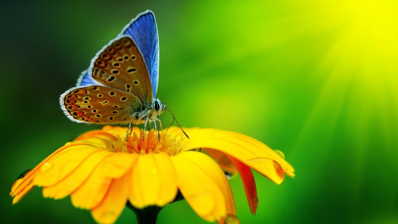 бабочка, насекомые, цветок, природа, сад (horizontal)