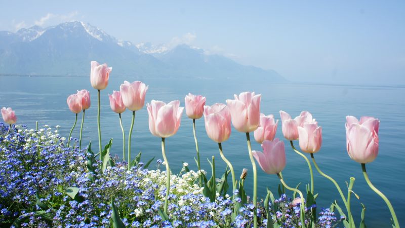 тюльпан, 4k, HD, весенние цветы, горы (horizontal)