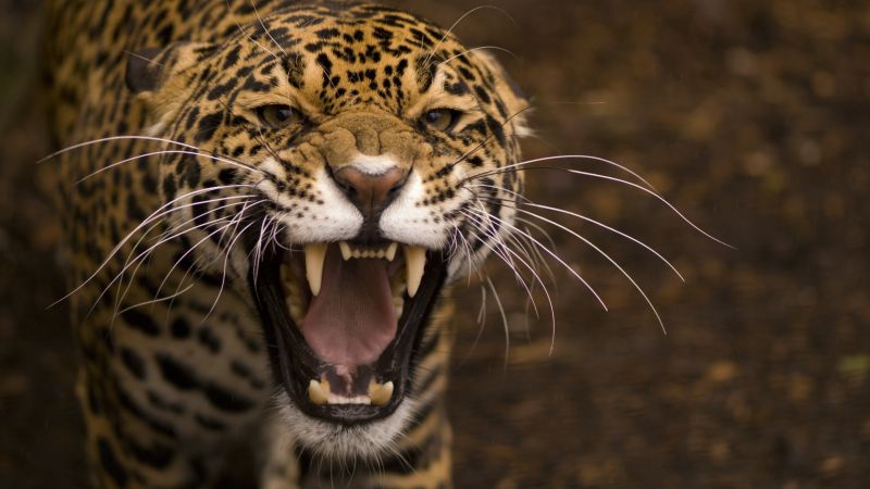 ягуар, дикая кошка, лицо, зубы, ярость, гнев, рык (horizontal)