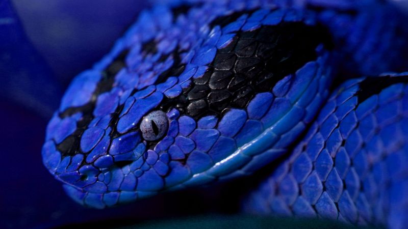 Змея, синий, глаза (horizontal)
