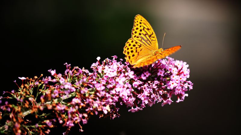 бабочка, насекомые, природа, сад (horizontal)