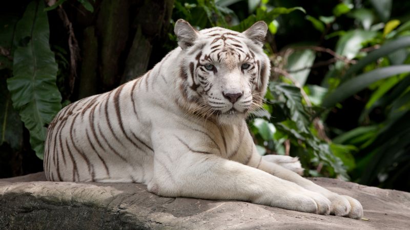 белый тигр, природа, дикие животные (horizontal)