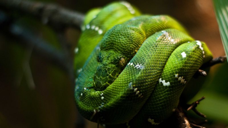 Питон, зеленый, Сингапур, змеи, глаза (horizontal)