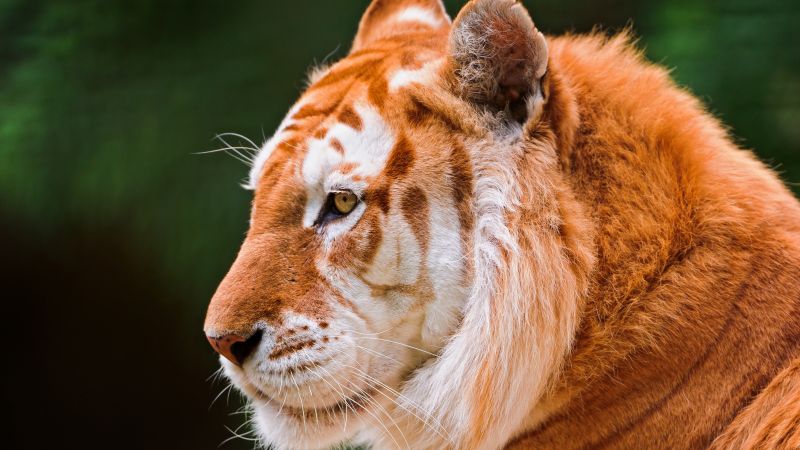 тигр, природа, дикие животные (horizontal)