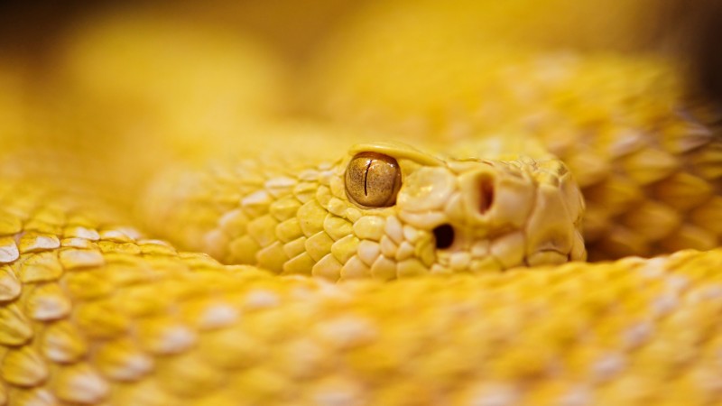 Змея, 4k, HD, альбинос, гремучая змея, желтые, желтый, глаза, рептилия (horizontal)