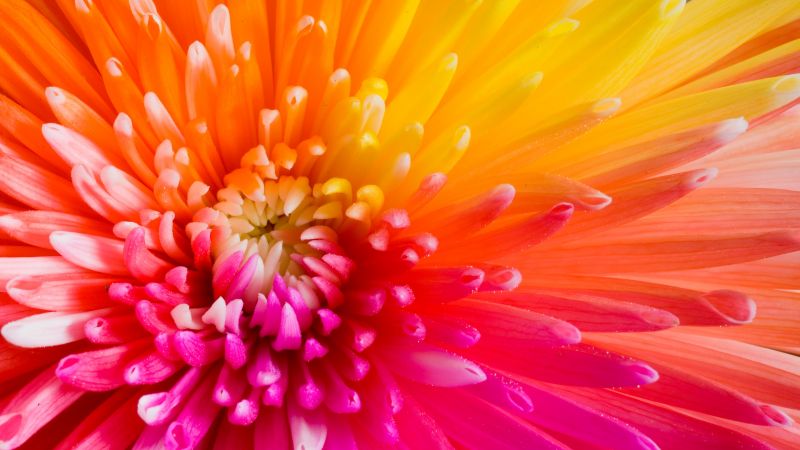 разноцветные цветы, 4k, HD, цветы (horizontal)