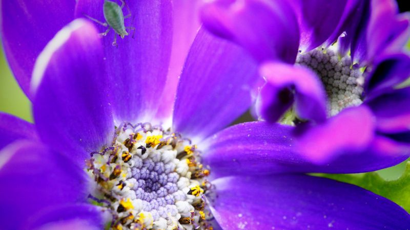 пчела, 4k, HD, фиолетовый, цветок, желтый, насекомые (horizontal)