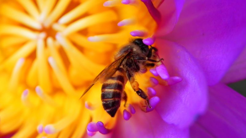 пчела, 4k, HD, цветок, красный, насекомые (horizontal)