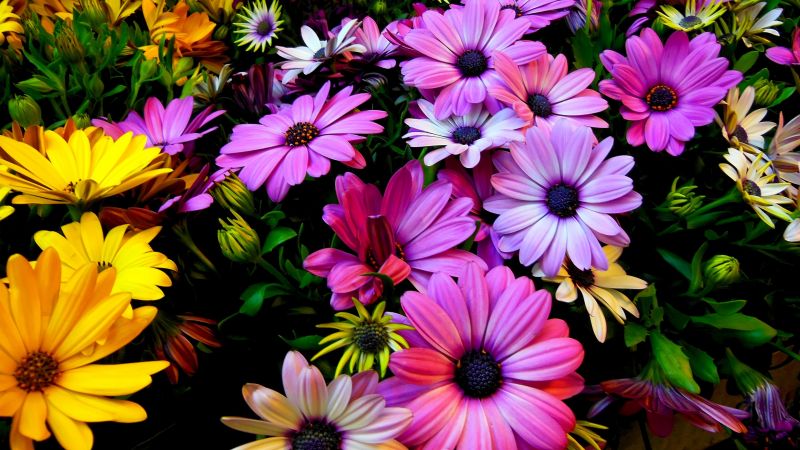 Цветы, 4k, HD, Гибискус, цвета (horizontal)