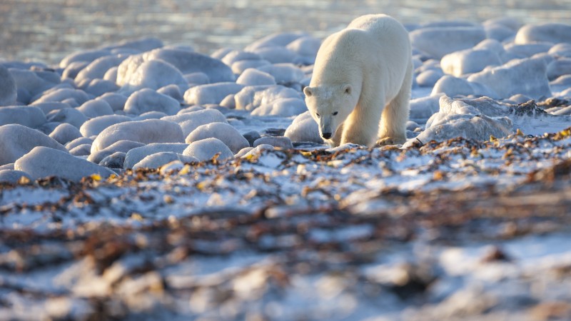 медведь, полярный медведь, канада, берег, побережье, белый медведь, море, океан, вода, прогулка, солнечный день (horizontal)
