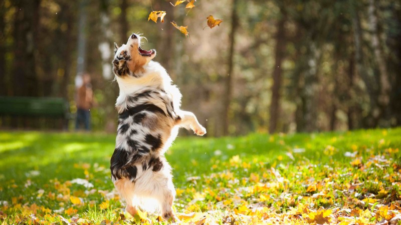 собака, пес, собачка, щенок, прыгает, листья, осень, питомец, зеленая трава, парк (horizontal)