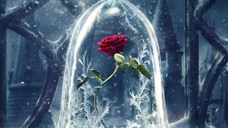 Красавица и Чудовище, роза, красная, лучшие фильмы (horizontal)