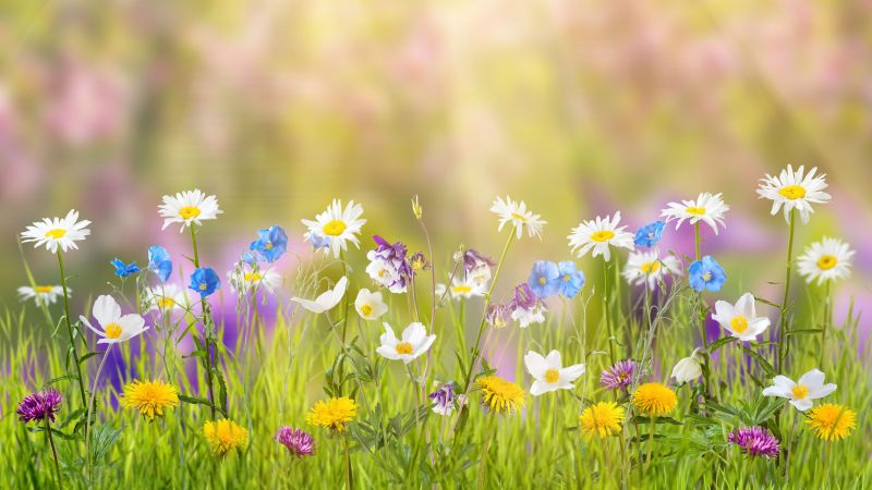цветы, 5k, 4k, поле, весна (horizontal)