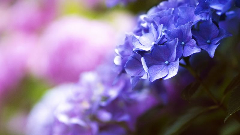 прекрасный цветок, 5k, 4k, весна, синий, макро (horizontal)