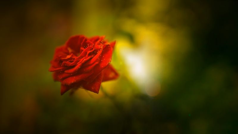роза, 5k, 4k, красный, весна, цветок (horizontal)