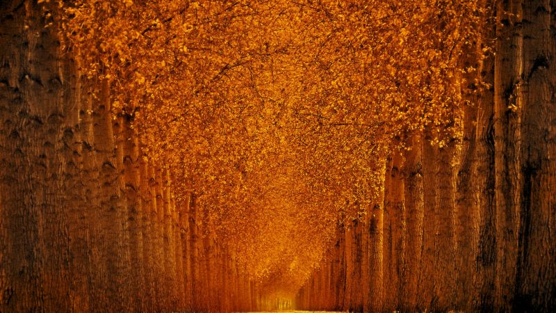 Осенний парк, 5k, 4k, листья, деревья (horizontal)