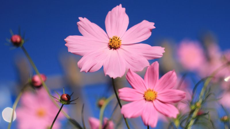 розовый, 4k, HD, цветок, лето (horizontal)