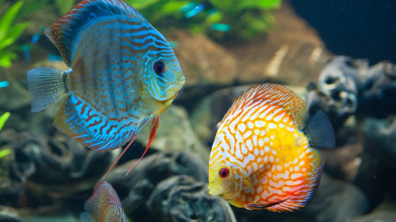 диксус, экзотическая, аквариумная, аквариум, рыба, рыбка, вода, синий, оранжевый (horizontal)