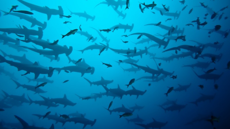 акула, 5k, 4k, акулы, океан, море (horizontal)