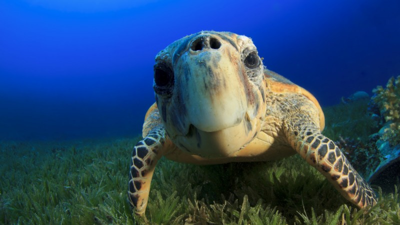 черепаха, багамы, атлантический, индийский, океан, подводная, дайвинг, туризм (horizontal)