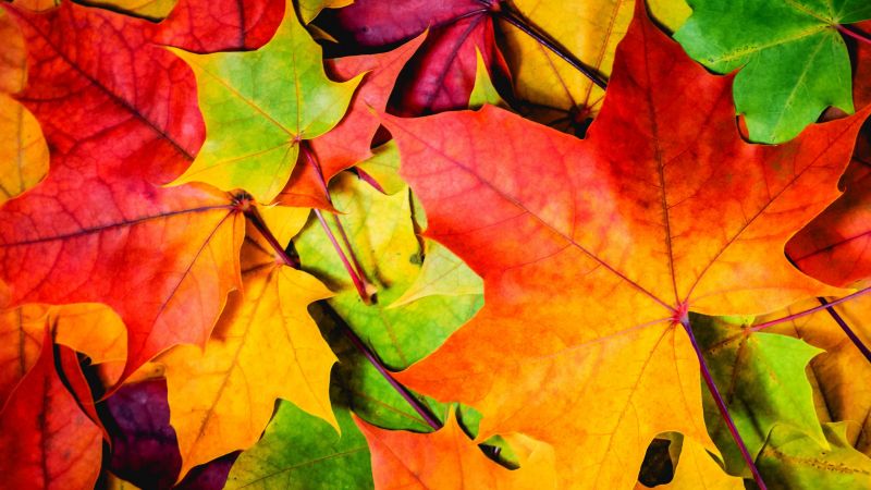 листья, 5k, 4k, 8k, цвета, осень (horizontal)
