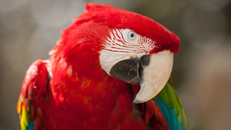 Попугай Ара, тропические птицы, красный (horizontal)