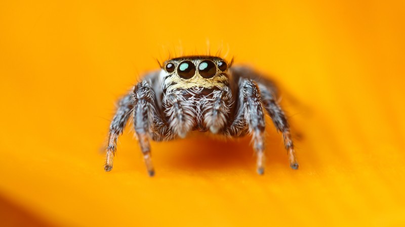 прыгающий паук, 5k, 4k, паук скакунчик, макро, черные, глаза, насекомые, милый, арахнид (horizontal)