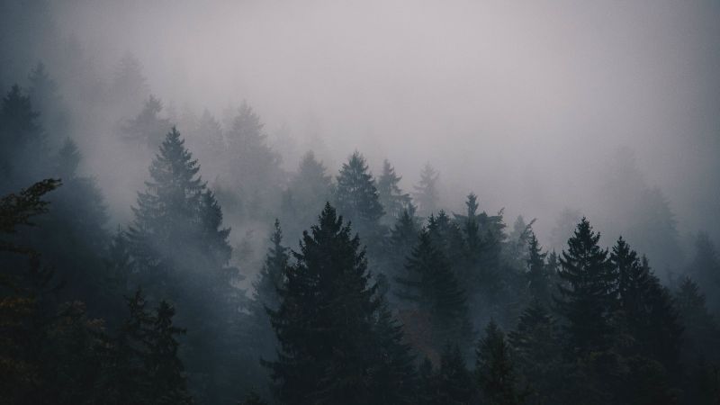 туман, 5k, 4k, лес, деревья (horizontal)