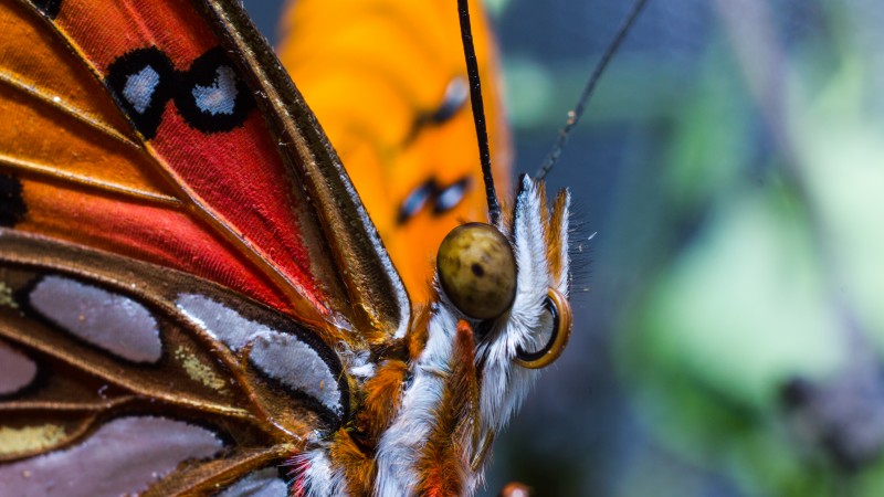 бабочка, макро, насекомые, красные, крылья, глаза (horizontal)