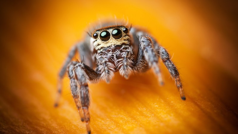 прыгающий паук, паук скакунчик, макро, черные, глаза, насекомые, милый, арахнид (horizontal)
