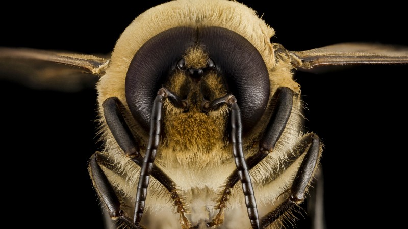 оса, пчела, шмель, макро, насекомые, глаза, крылья (horizontal)