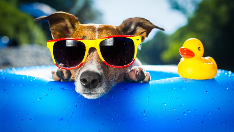 собака, щенок, утка, очки, пляж, лето, капли, курорт, голубой (horizontal)