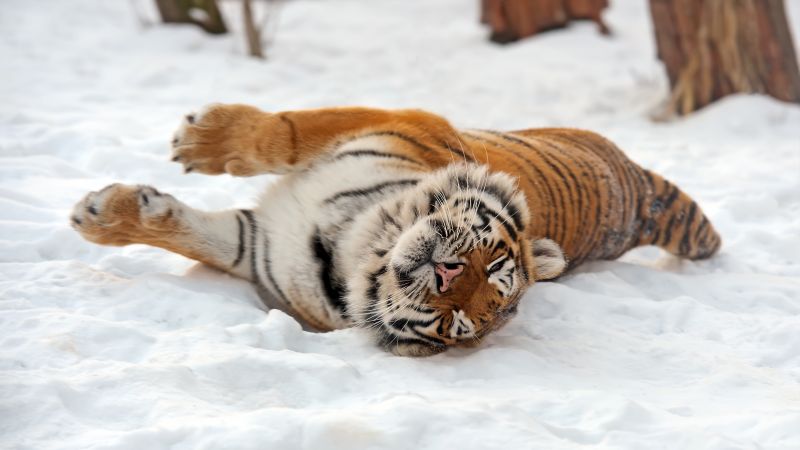 тигр, снег (horizontal)
