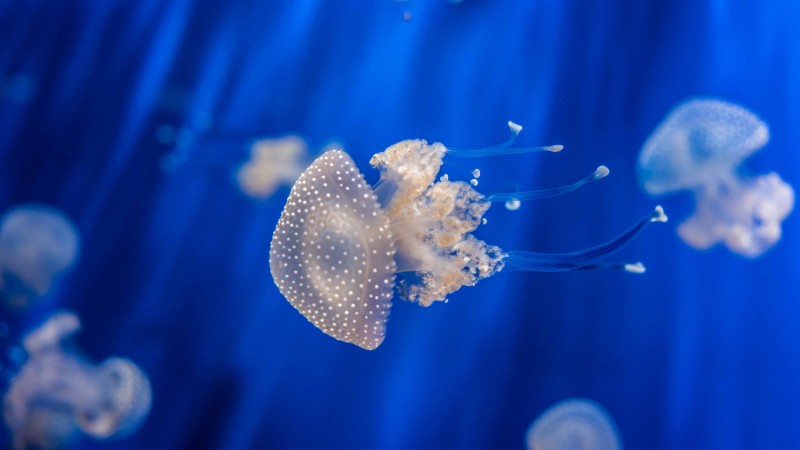 медуза, 4k, 5k, 8k, генуя, италия, аквариум, вода, подводная, дайвинг, туризм (horizontal)
