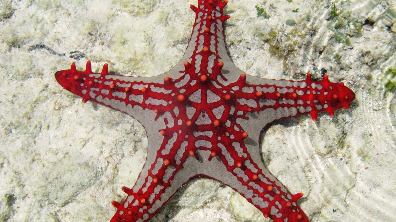 морская звезда, занзибар, дайвинг, туризм, подводная, рыба, морская, жизнь (horizontal)