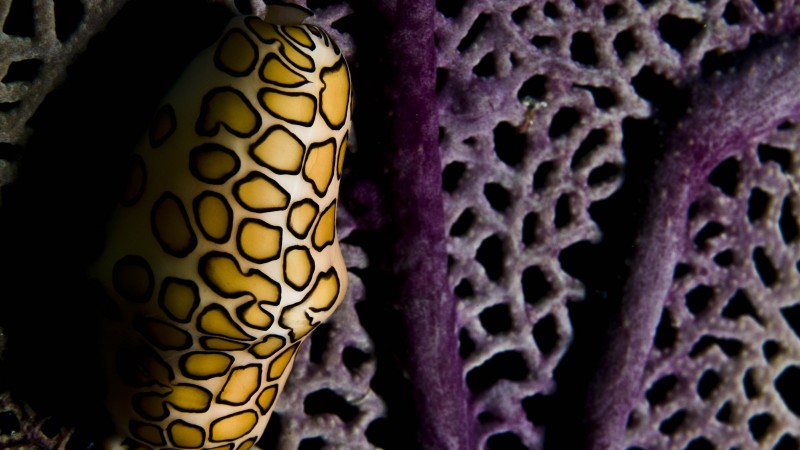 коралловый полип, гондурас, подводная, аквариум, дайвинг, аквариум, фиолетовый, желтый (horizontal)