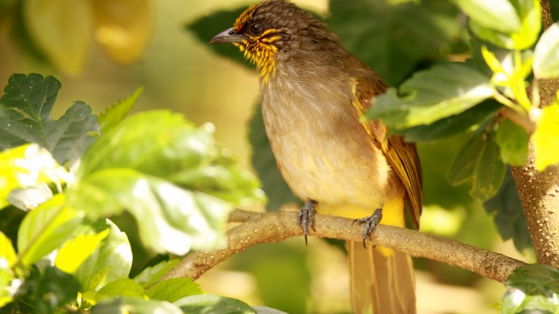 птица, птичка, природа, зеленый, дерево, китай, камбоджиа, солнечный день (horizontal)