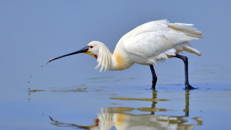 птица, 5k, 4k, африка, белая, вода, отражение, животное, природа, озеро (horizontal)