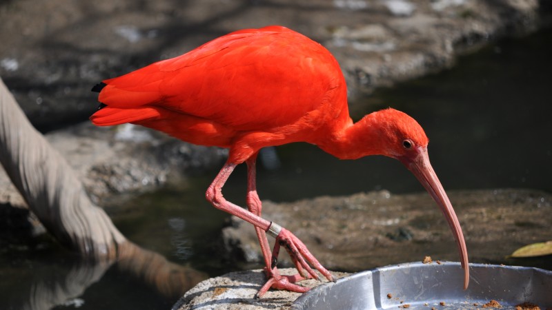 красная птица, птица, животное, зоопарк, туризм, пруд, водоем (horizontal)