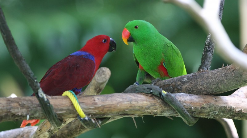 амазонские попугаи, птица, зеленая, красная, природа, животное, туризм, ветка (horizontal)